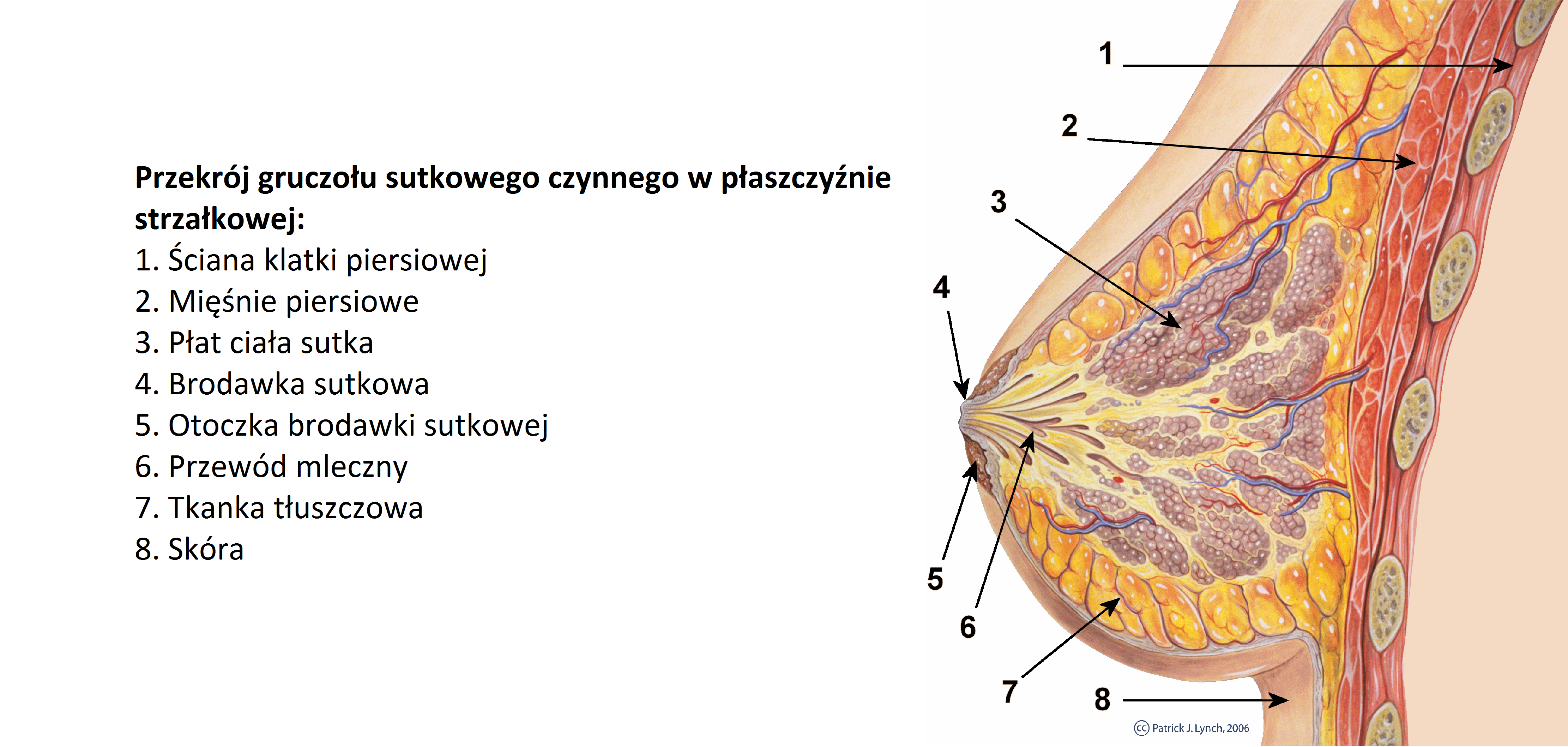 Fabulous Breasts - tabletki na powiększanie piersi