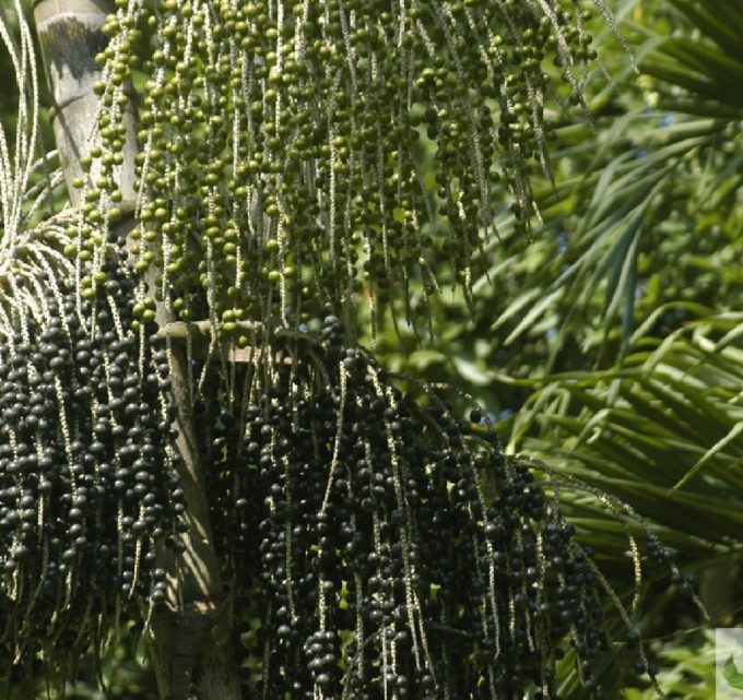 BioTrendy - Acai berry - Jagody acai - Euterpa warzywna (Euterpe oleracea) PL - właściwości i zastosowanie