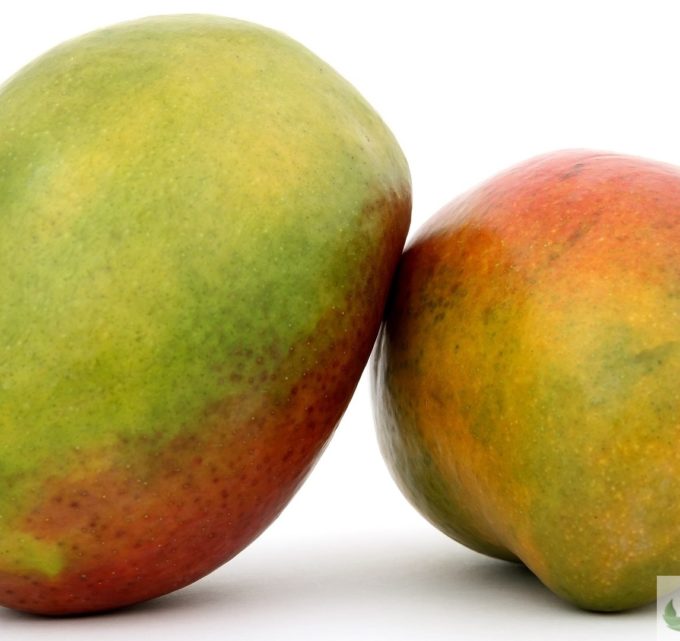 BioTrendy - Afrykańskie Mango - african mango (Irvingia gabonensis) PL - właściwości i zastosowanie