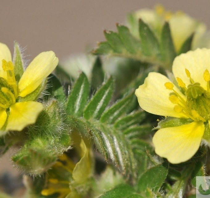 BioTrendy - Buzdyganek naziemny (Tribulus Terrestris) PL - właściwości i zastosowanie