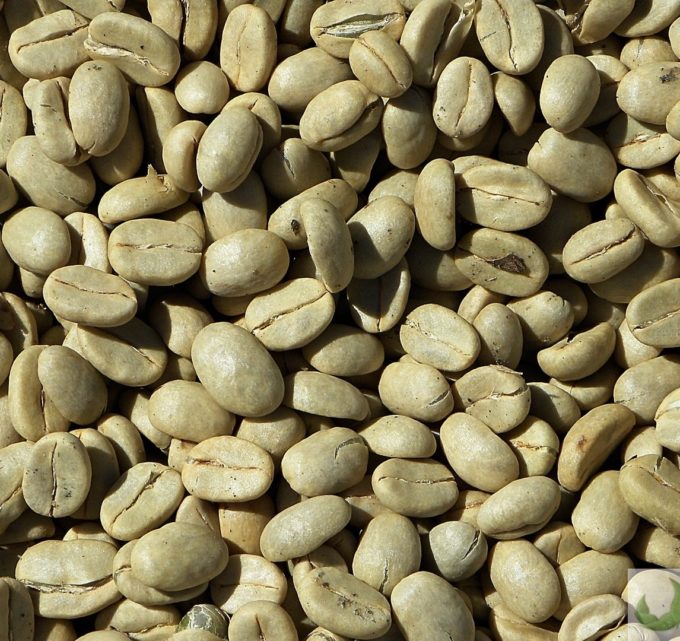 BioTrendy - Green Coffee - zielona kawa (coffea) PL - właściwości i zastosowanie