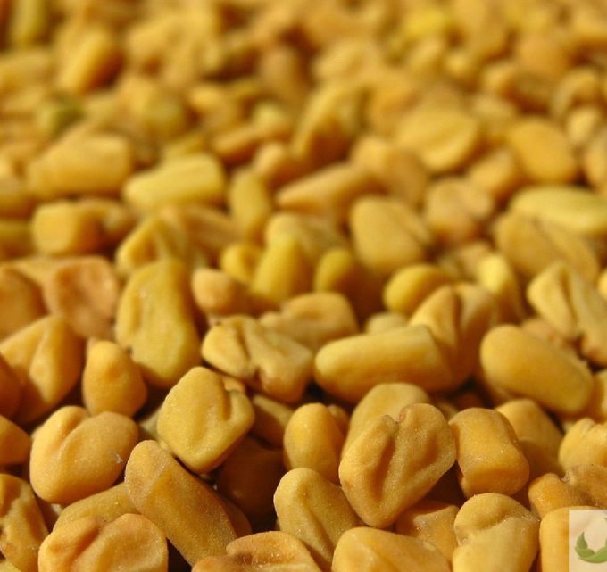 BioTrendy - Kozieradka lekarska (Trigonella foenum-graecum) PL – właściwości i zastosowanie