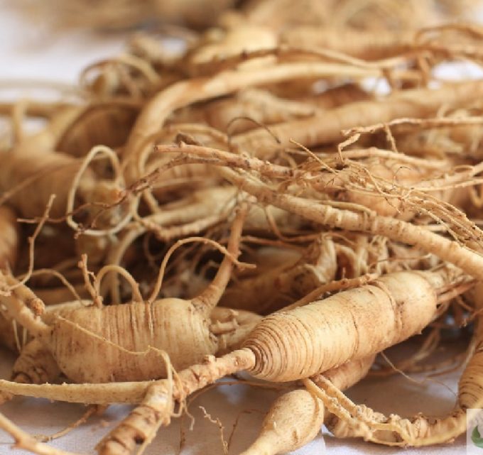 BioTrendy - Żeń-szeń właściwy (Panax ginseng) PL – właściwości i zastosowanie