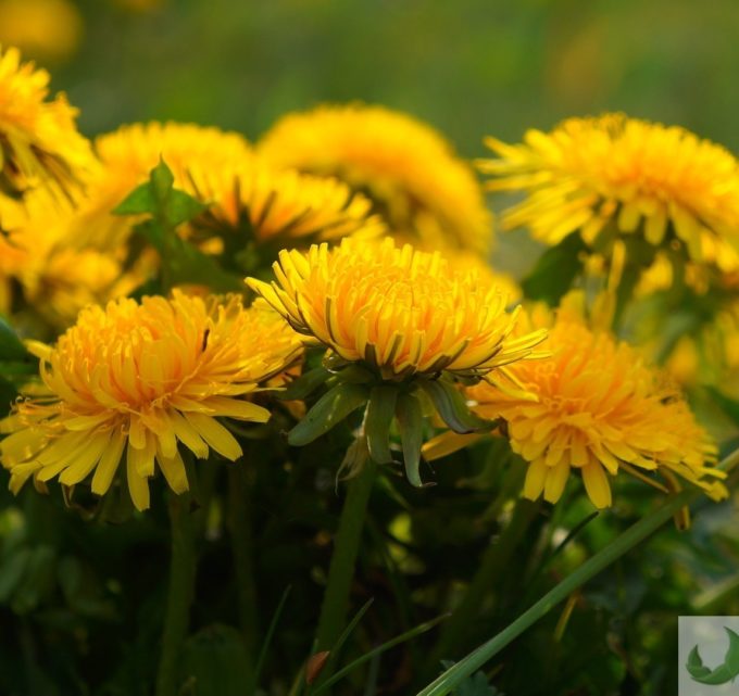 BioTrendy - Mniszek lekarski PL – właściwości i zastosowanie