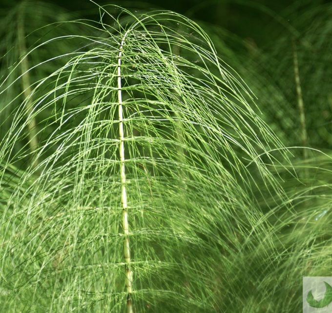 BioTrendy - Skrzyp polny PL - właściwości i zastosowanie
