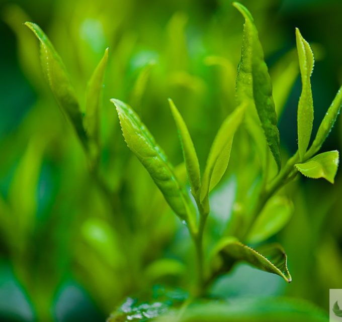 BioTrendy - Zielona herbata PL - właściwości i zastosowanie