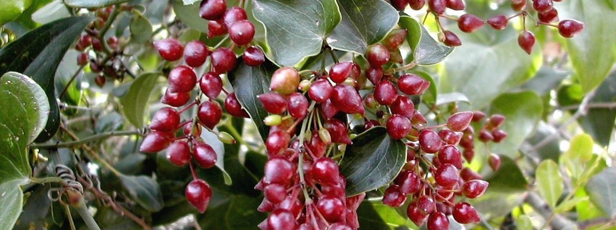 BioTrendy - Sarsaparilla (Smilax ornata) PL - właściwości i zastosowanie