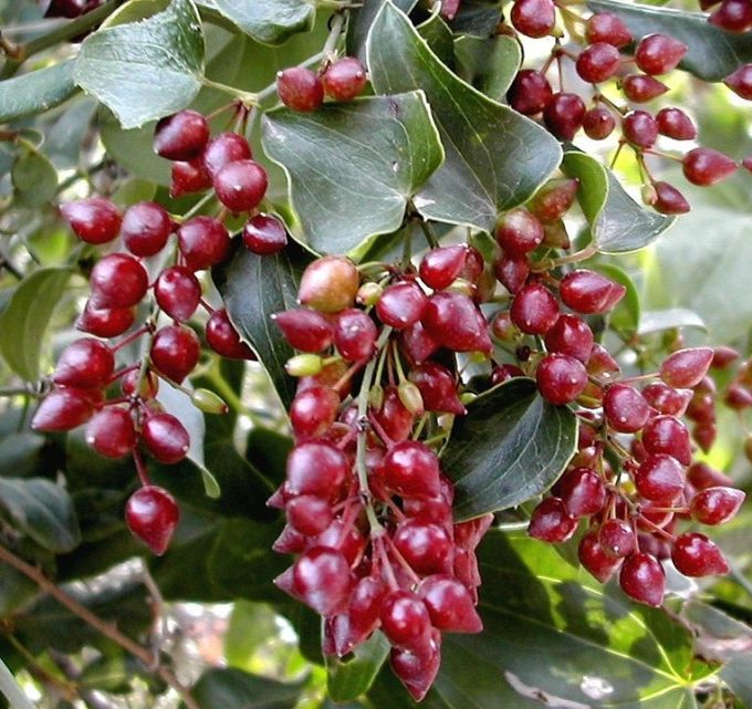 BioTrendy - Sarsaparilla (Smilax ornata) PL - właściwości i zastosowanie