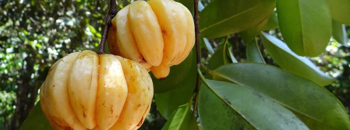 BioTrendy - Garcinia cambogia (Tamaryndowiec malabarski) PL - właściwości i zastosowanie