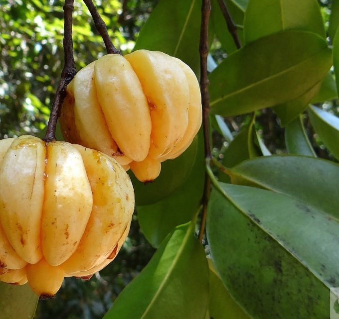 BioTrendy - Garcinia cambogia (Tamaryndowiec malabarski) PL - właściwości i zastosowanie