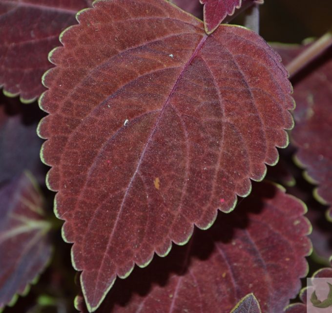 BioTrendy - Pokrzywa indyjska (Forskolina) PL - właściwości i zastosowanie