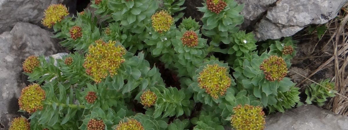 BioTrendy - Różeniec górski (Rhodiola rosea) PL - właściwości i zastosowanie