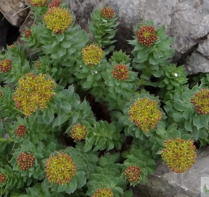 BioTrendy - Różeniec górski (Rhodiola rosea) PL - właściwości i zastosowanie