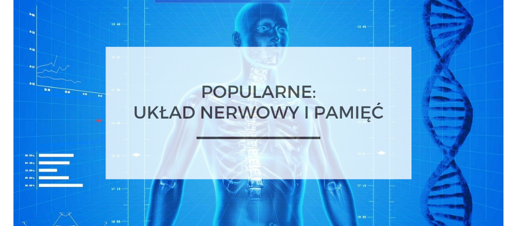 BioTrendy - Popularne - Układ nerwowy i pamięć