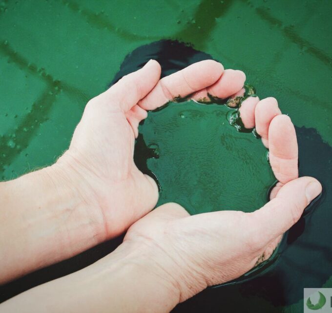 BioTrendy - PL - Spirulina – właściwości, działanie, zastosowanie