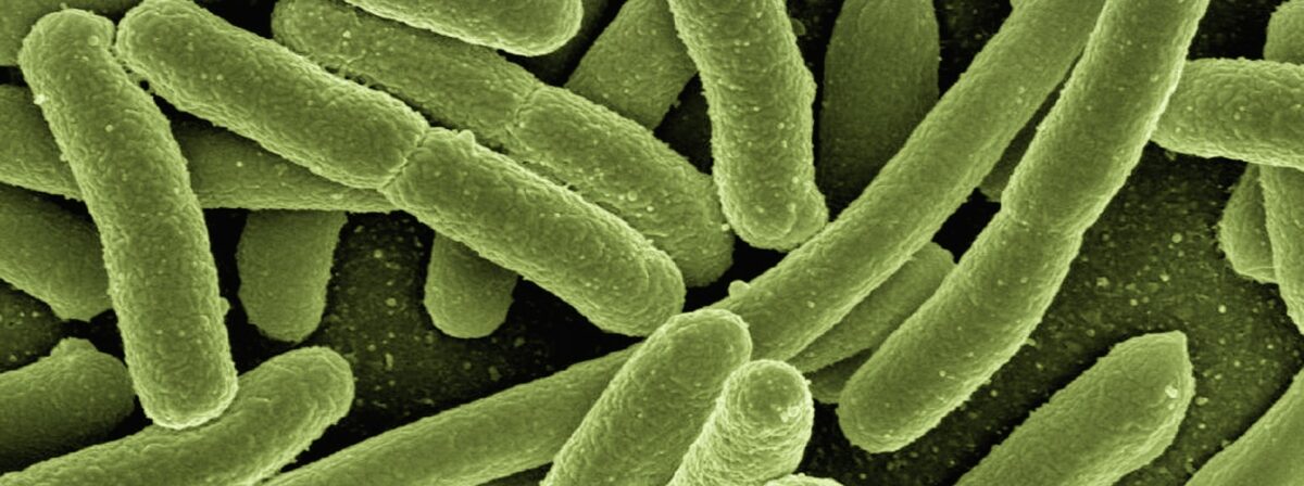 Biotrendy - Leczenie inhibitorami punktów kontrolnych jest ułatwione przez dietetyczny metabolit tryptofanu syntetyzowany przez Lactobacillus reuteri