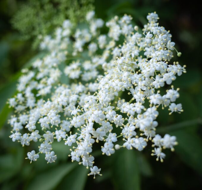 BioTrendy - Dna moczanowa nie odpuszcza