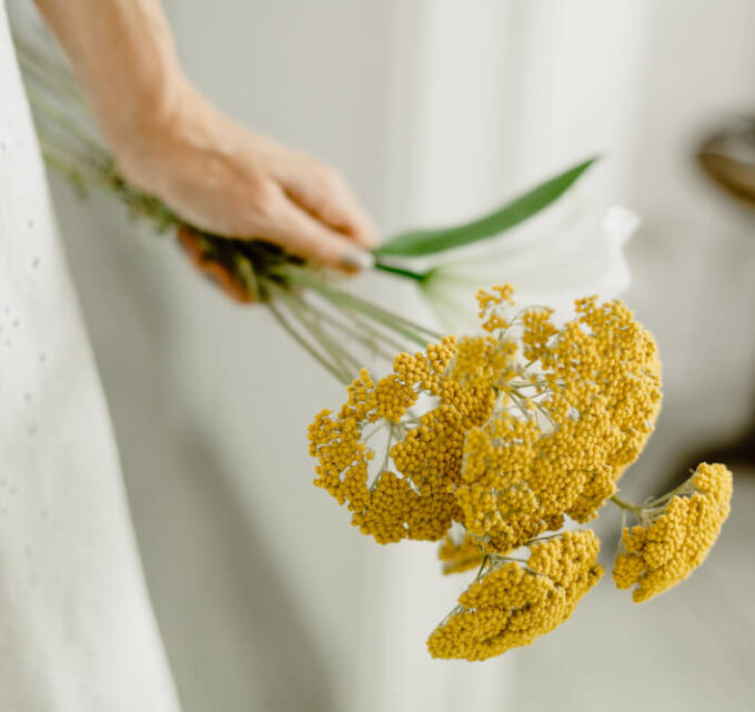 BioTrendy - Wrotycz pospolity - odkrywamy historię i zastosowanie tej rośliny