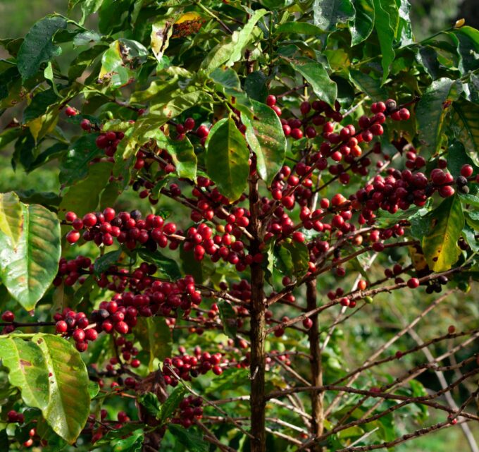 BioTrendy - Kawa z uprawy ekologicznej - czy warto?